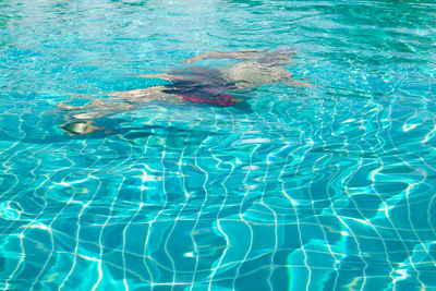 High angle view of turtle in swimming pool