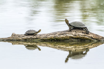 Turtle on log amidst lake