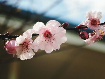 Close-up of pink flowers blooming on twig