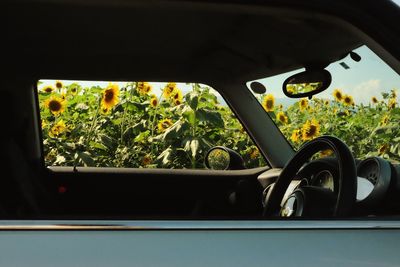 Close-up of vintage car