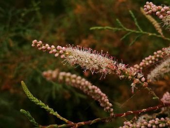 Close-up of flowering plant