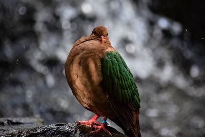 Close-up of bird perching outdoors