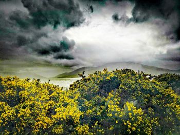 Yellow flowering plants on field against sky