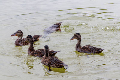 Ducks in a lake