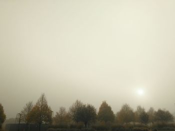 Trees against sky