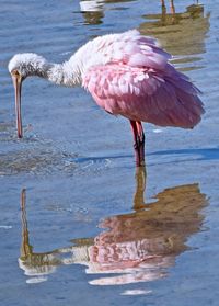 Birds in water