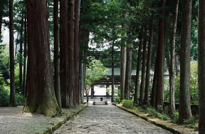 Road amidst trees in forest