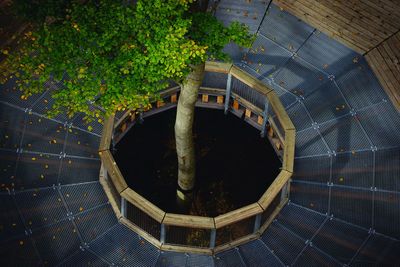 High angle view of plants