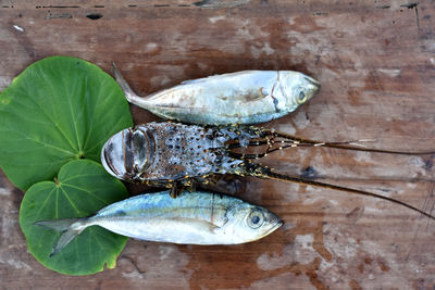 High angle view of fish on leaves