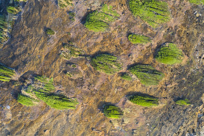 Full frame shot of moss growing on land