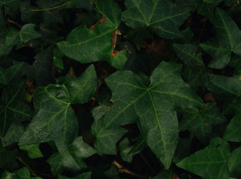 High angle view of leaves