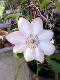 Close-up of pink flower