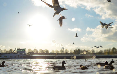 Flock of birds in sea