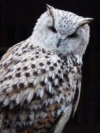 Close-up portrait of owl 