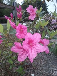 Close-up of pink flowers