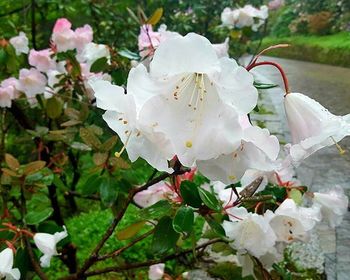 Close-up of white flowers