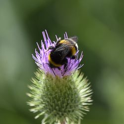 Close-up of bee pollinating on purple flower