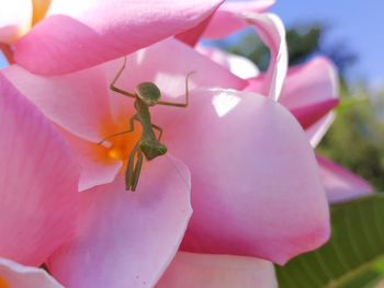 Cropped hand holding flower