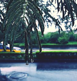 Close-up of water hanging from tree against sky