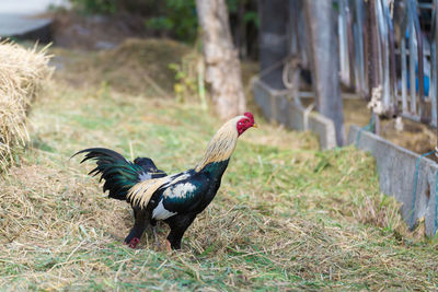 View of a bird on field