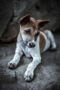 Portrait of dog lying on floor