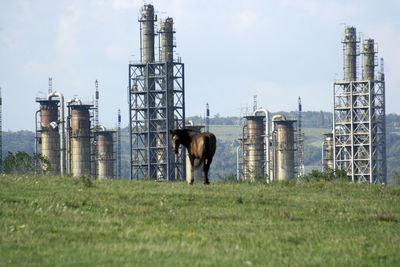 Horse standing on field against sky