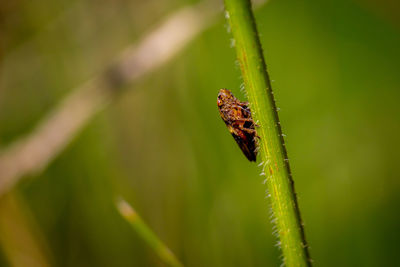 Close-up of insect on plant