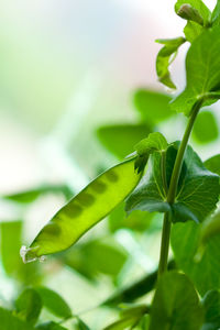 Close-up of green leaves