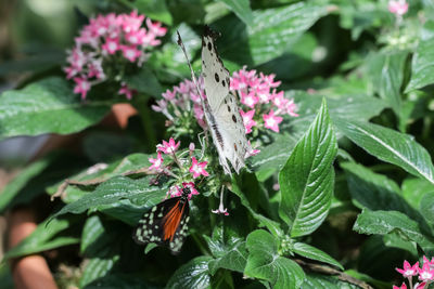 Close-up of butterfly pollinating on pink flower