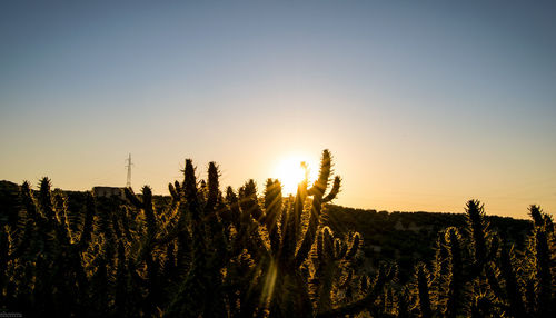 Silhouette plants growing on field against sky during sunset