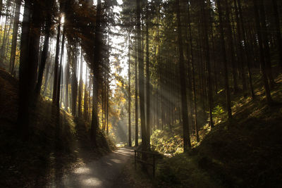 Trees in forest