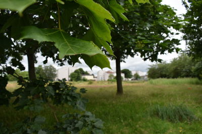 Close-up of plants growing on field against sky