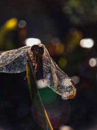 Close-up of insect