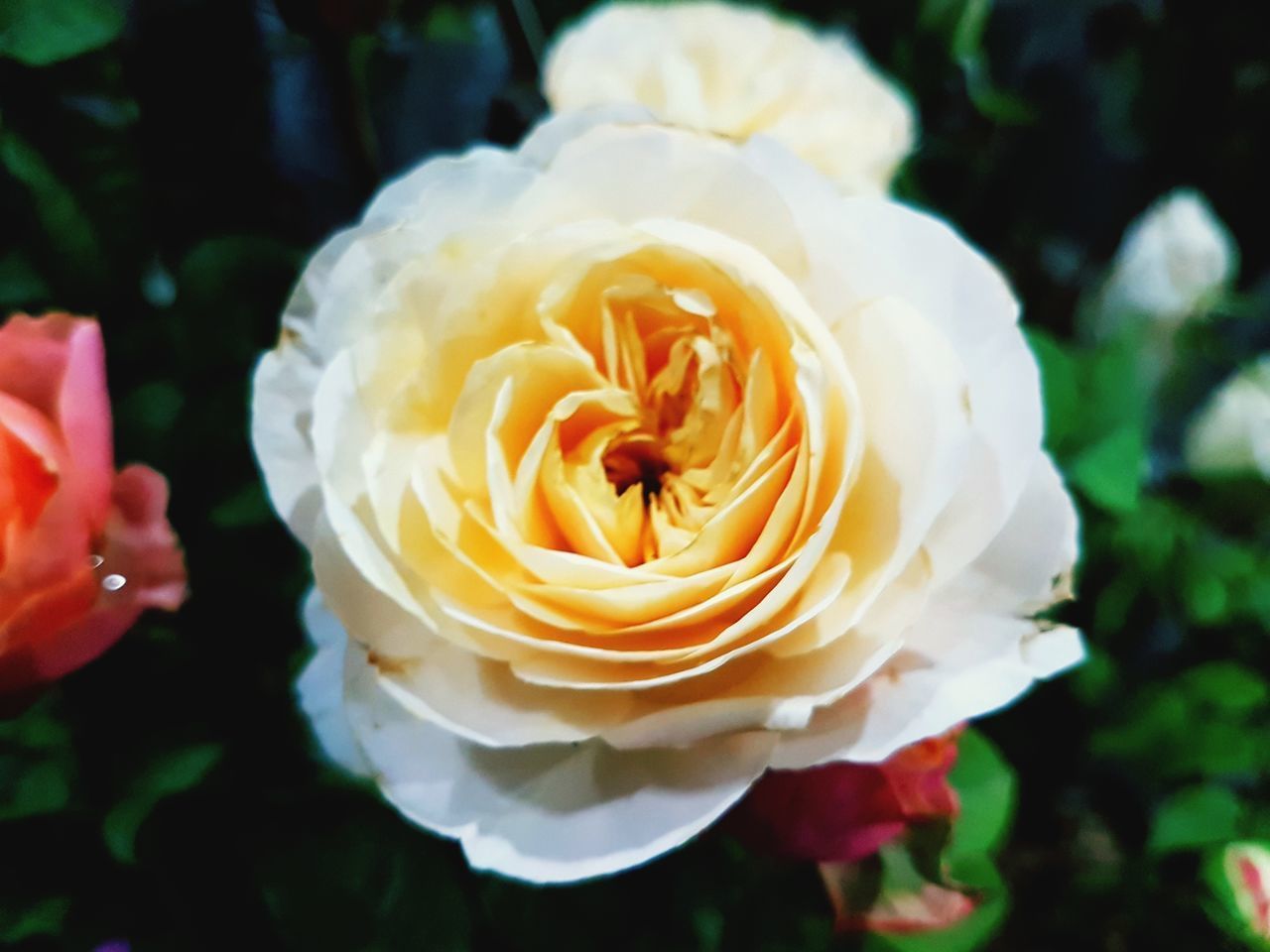 CLOSE-UP OF ROSE FLOWER AGAINST BLURRED BACKGROUND