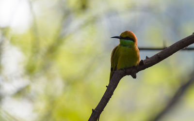 Low angle view of bird perching on branch