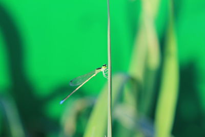 Close-up of butterfly on green grass