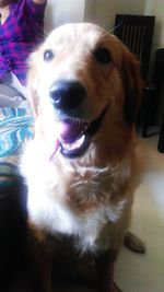 Close-up portrait of a dog