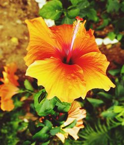 Close-up of yellow hibiscus flower