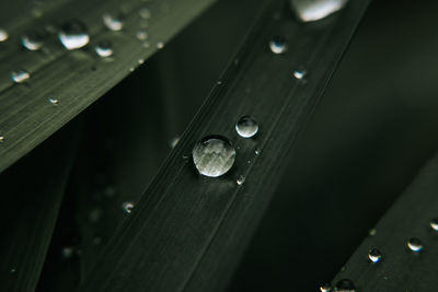 Close-up of water drops on wood