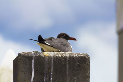 Close-up of bird perching on wooden post against sky