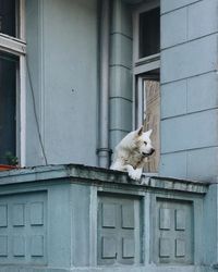 View of a cat looking through window