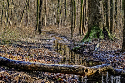 View of trees in forest