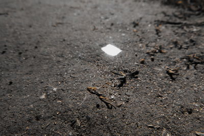 High angle view of insect on sand