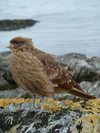 Close-up of bird perching on rock