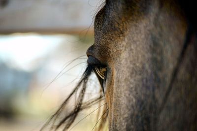 Close-up of horse