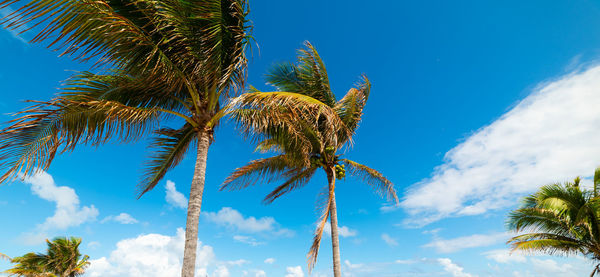 Low angle view of coconut palm tree against blue sky