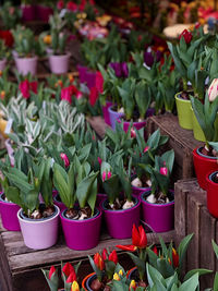 High angle view of plants