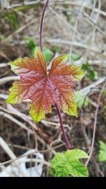 Close-up of maple leaf on branch