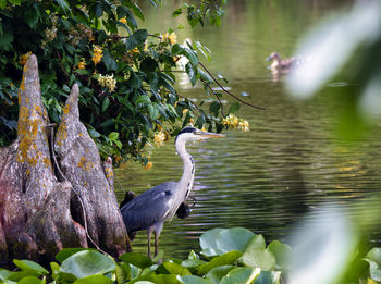 Heron fishing on lake 