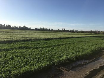 Scenic view of field against sky